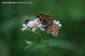 ��ɫ�����ϵĺ���