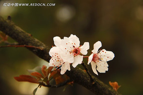 ��Ҷ���