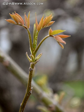 红色香椿嫩芽