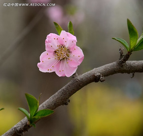 一枝桃花枝高清圖片下載_紅動中國