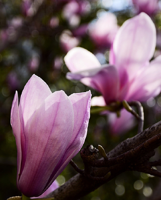 �Ϻ�������