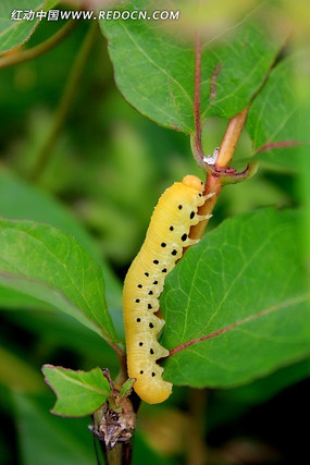 ��ɫ��С����