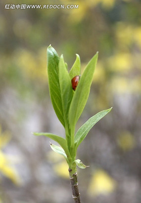 ư������Ҷ