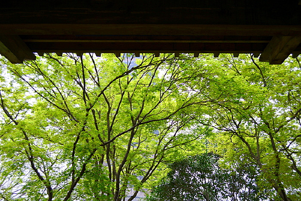 ������֦