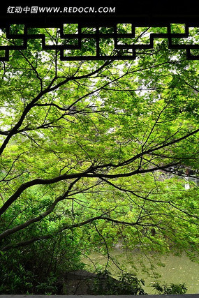 ����Ҷ��