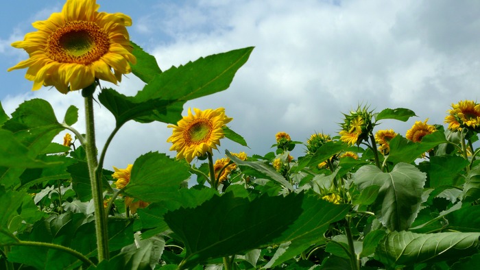 ���տ��ƻ���Ҷ����