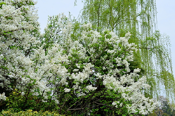 ����ʢ����