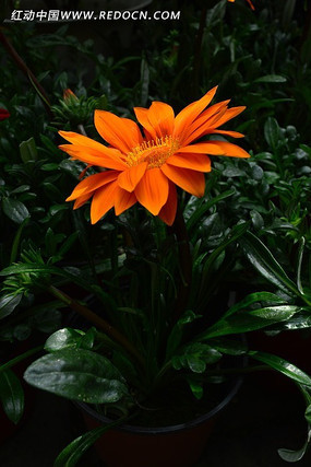 ʢ���ĳ�ɫ�ջ�