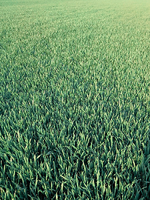 ��ɫ��԰С����