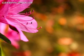 �ž黨��������