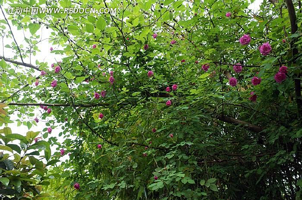 Ǿޱ����֦Ҷ