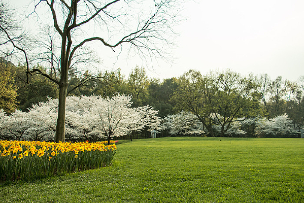 ����̫���廨��