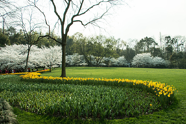 �������ƺ