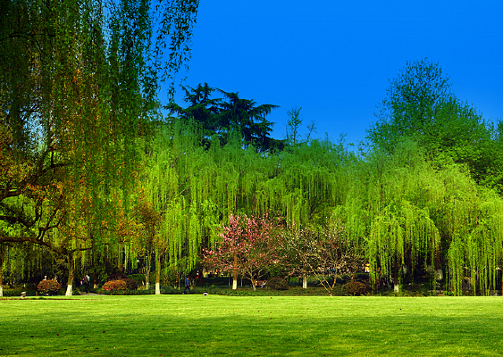 �ݺ�����