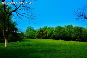 ������ľ