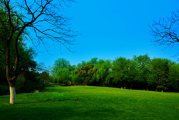 ������ľ