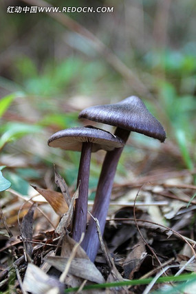 Ģ���߲˾���