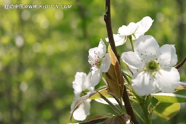 ������ƻ����