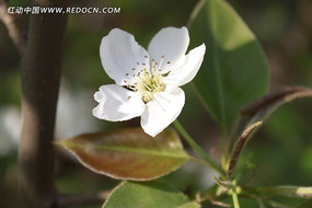 ƻ������