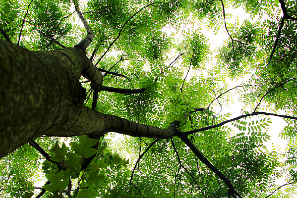 ��ɫ����