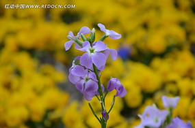 ����ɫС���Ļ���