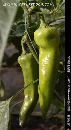 ����̫�ս�