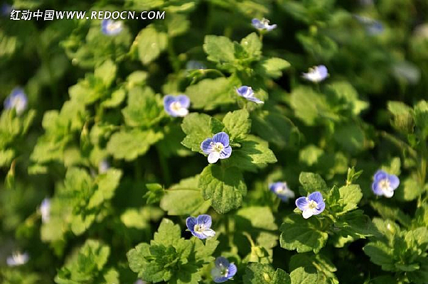 ��˹������