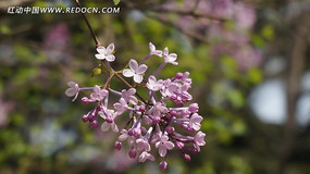 �����ʻ�