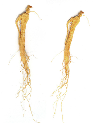 ����ɽǧ��Ұɽ��