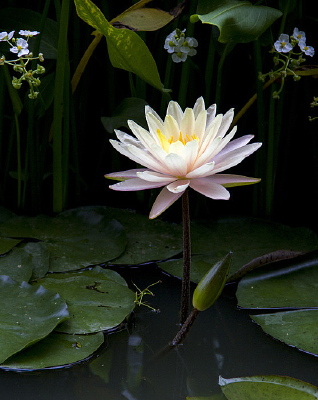 ��ɫ������ɫҶ��