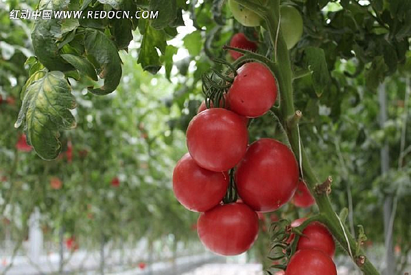 �۹�������