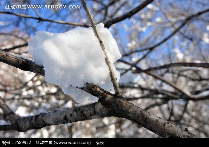 树林里没有融化的雪团