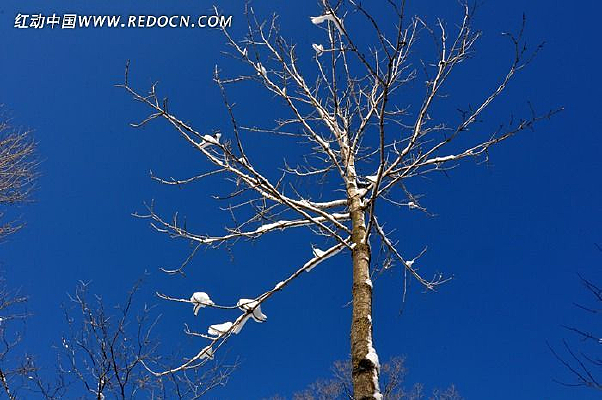 ������ѩ