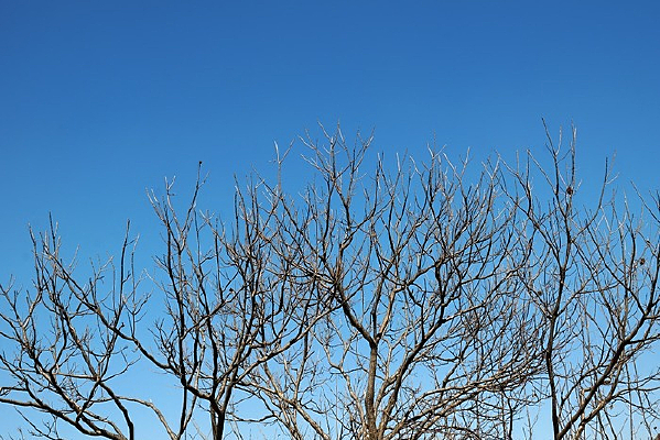 ������ͼ