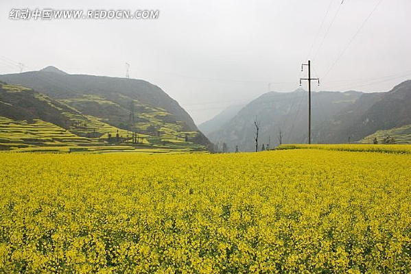 ���ѻ���Ұ