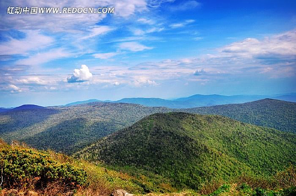 ɭ����ջ�Ҷ