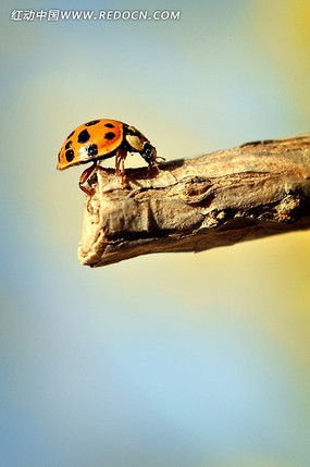 ��֦�ϵ�ư��