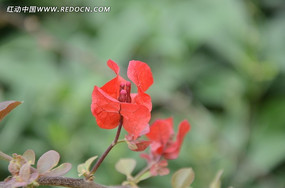 �컨����Ҷ