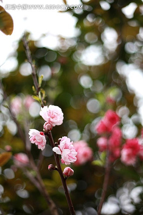 ��ɫ��߱���