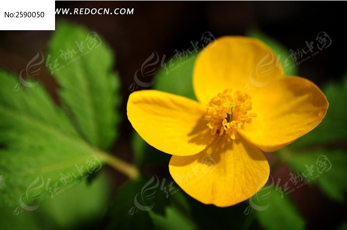 ��Ҷ�ϵĻ�ɫҰ��ͼƬ