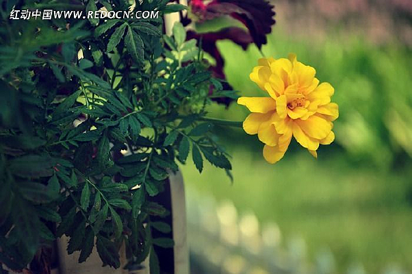 ��ʻ�ɫС��