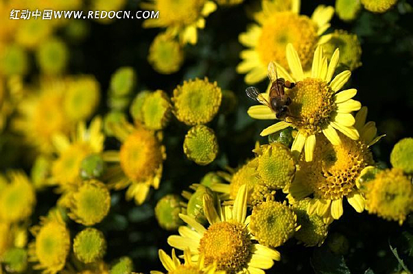 ʢ���Ļ�ɫ�ջ�