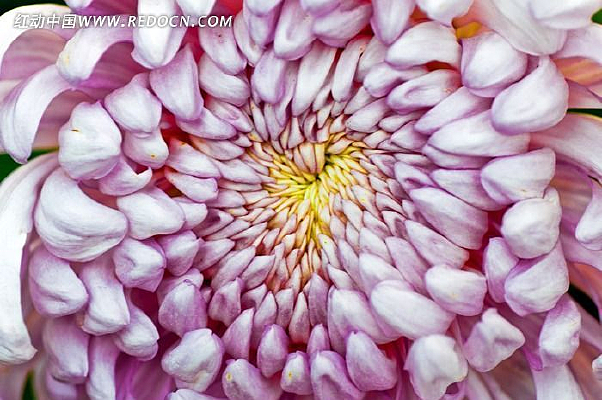 ����ɫ�ջ�