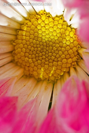 ��ɫ�����ɫ����ľջ�