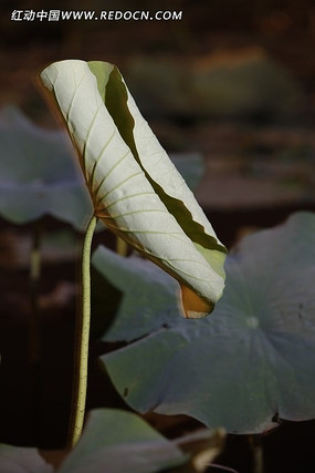 ��Ҷ����