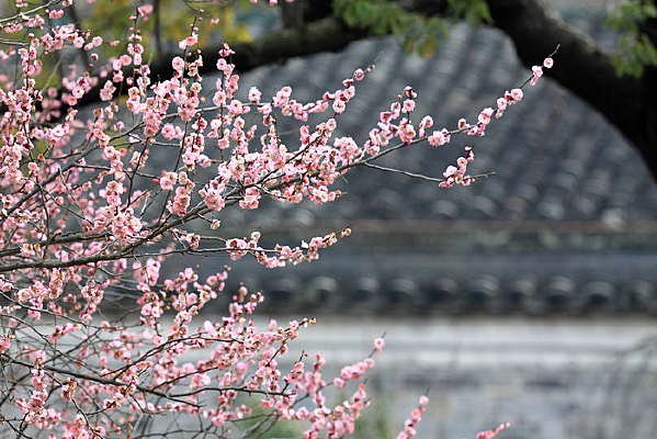 ��÷����÷������