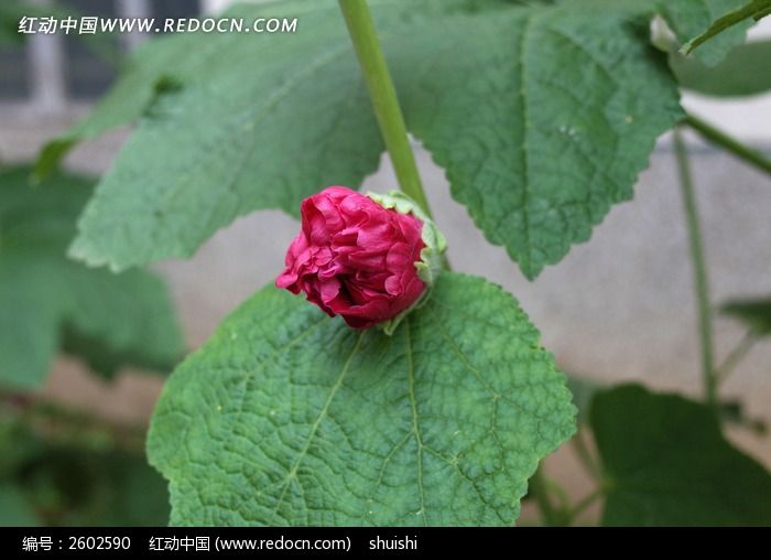 含苞待放的红色蜀葵