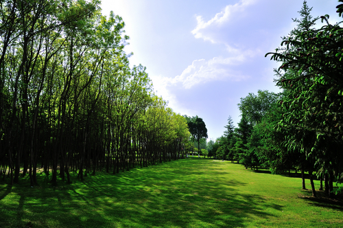 ���ֲݵ�����