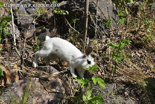 �����е�����