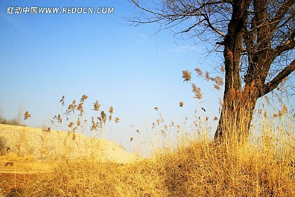 ����ݻ�«έ